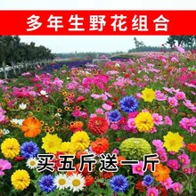 花卉种子花籽格桑花波斯菊百日草野花组合硫华菊金鸡菊四季种植