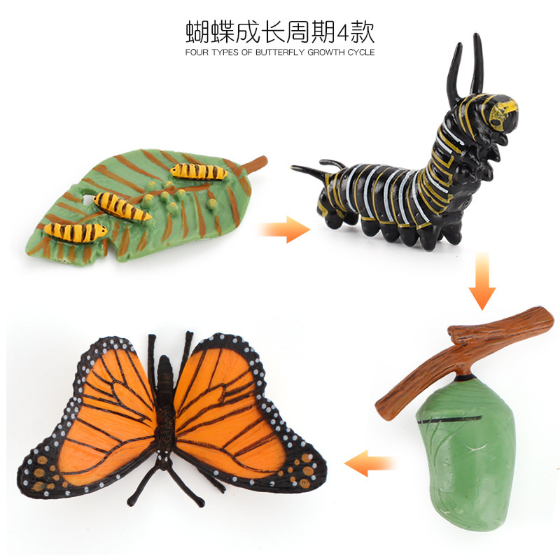 Simulación de exportación transfronteriza de insectos modelo de ciclo de crecimiento animal mariposa abeja Caracol Rana escorpión adornos cognitivos