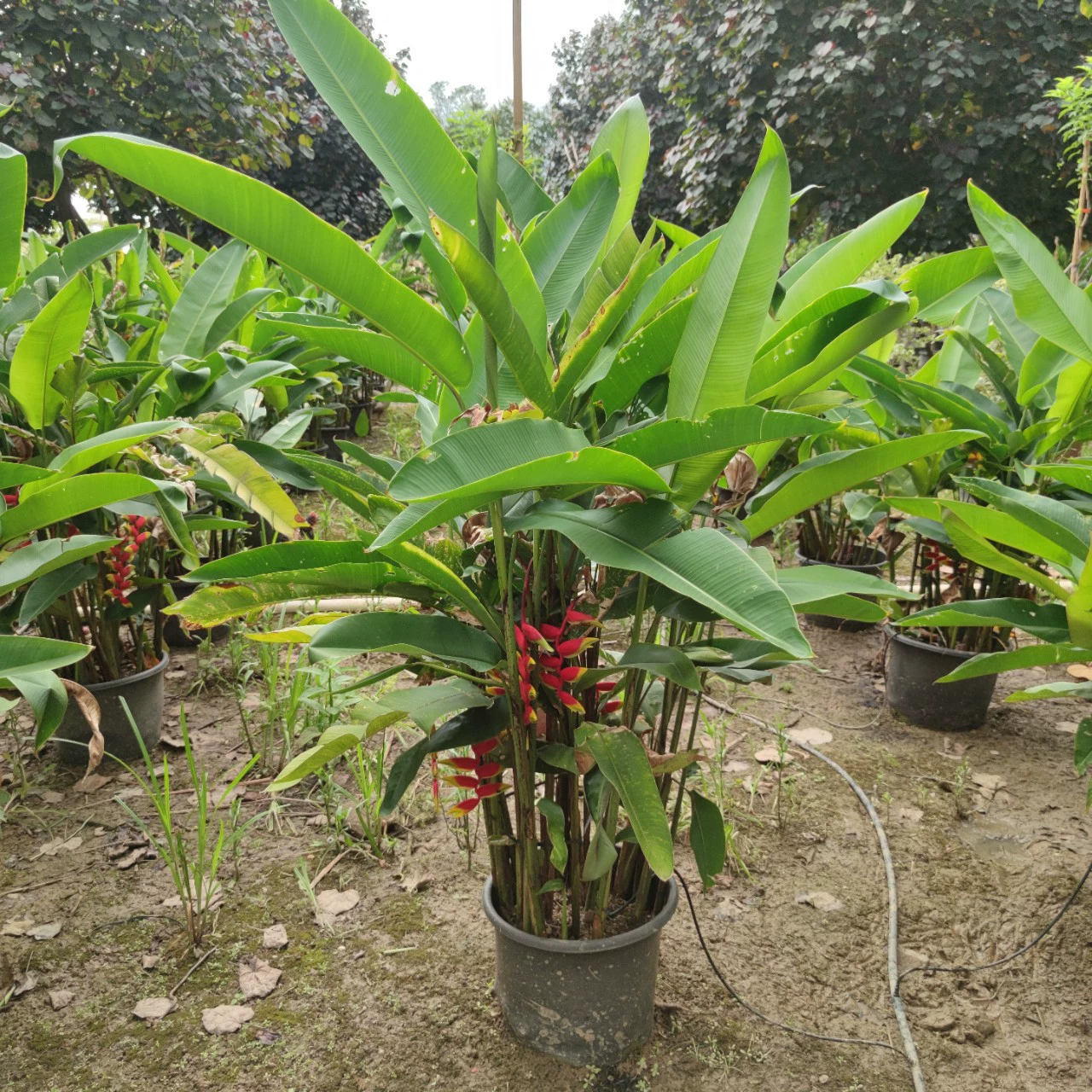 Питомник 2306 поставляет золотой горшок с хвостом скорпиона 1-2 метра в горшке с тропическими цветочными зелеными садовыми кустами