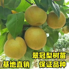 现挖现发翠冠梨苗梨树果苗南北方庭院地栽种植大树苗室内盆栽嫁接