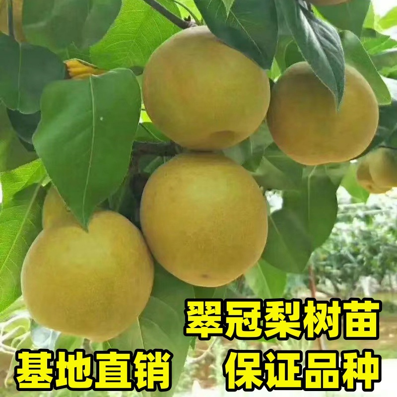 现挖现发翠冠梨苗梨树果苗南北方庭院地栽种植大树苗室内盆栽嫁接