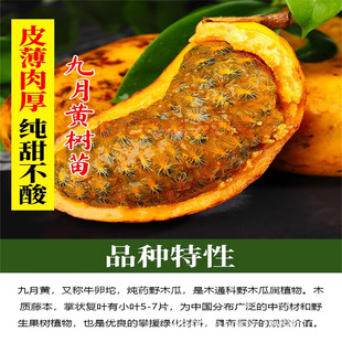 �Ϲ������S�o�Ѱ��¹����Ұ�㽶����ը����ֲ���ļ��Nֲ����Y��