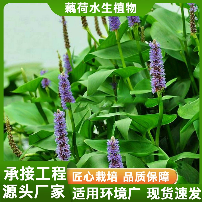 Рассада орхидеи водного гиацинта очищает качество воды в прудах и реках. Водные растения осуществляют различные проекты по очистке и ремонту воды.