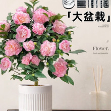 茶花盆栽香妃山茶花树苗四季开花卉带花苞五色赤丹室内阳台绿植物