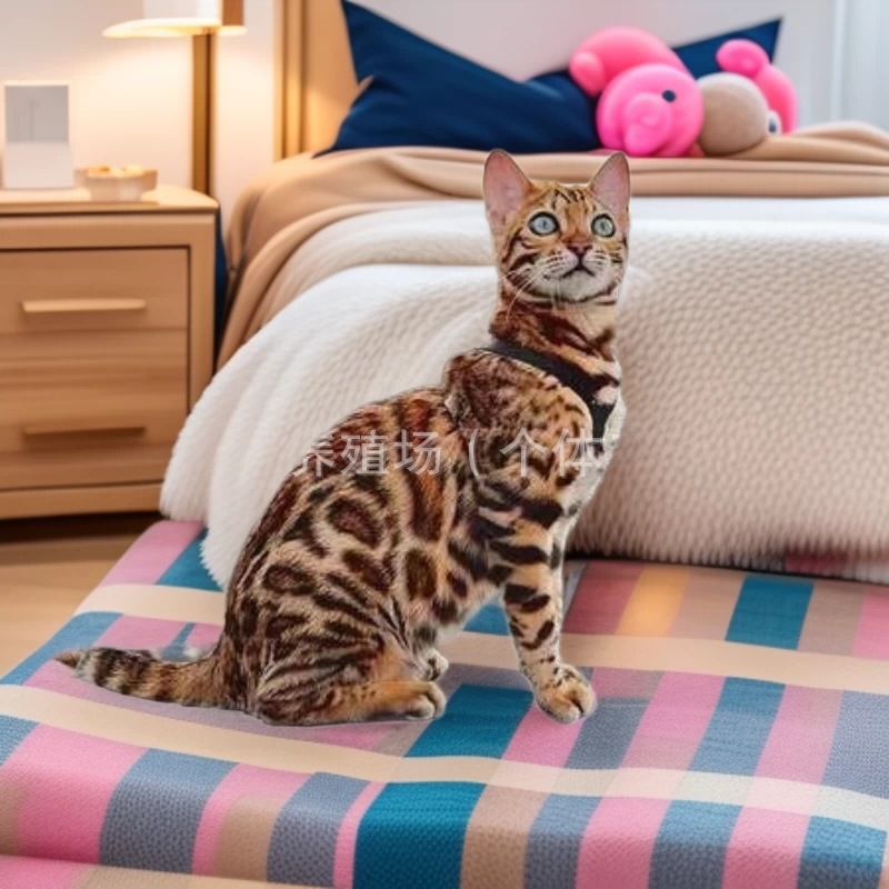 Purebred Bengal Leopard Kitten, Live Hollow Rose Pattern Leopard Cat, Abyssinian Kitten, Live Cat, Small Kitten