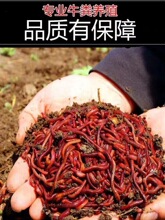 皇藏红蚯蚓太平二号散装盒装鲜活鱼饵饵料垂钓野钓鲤鱼活体乌龟食