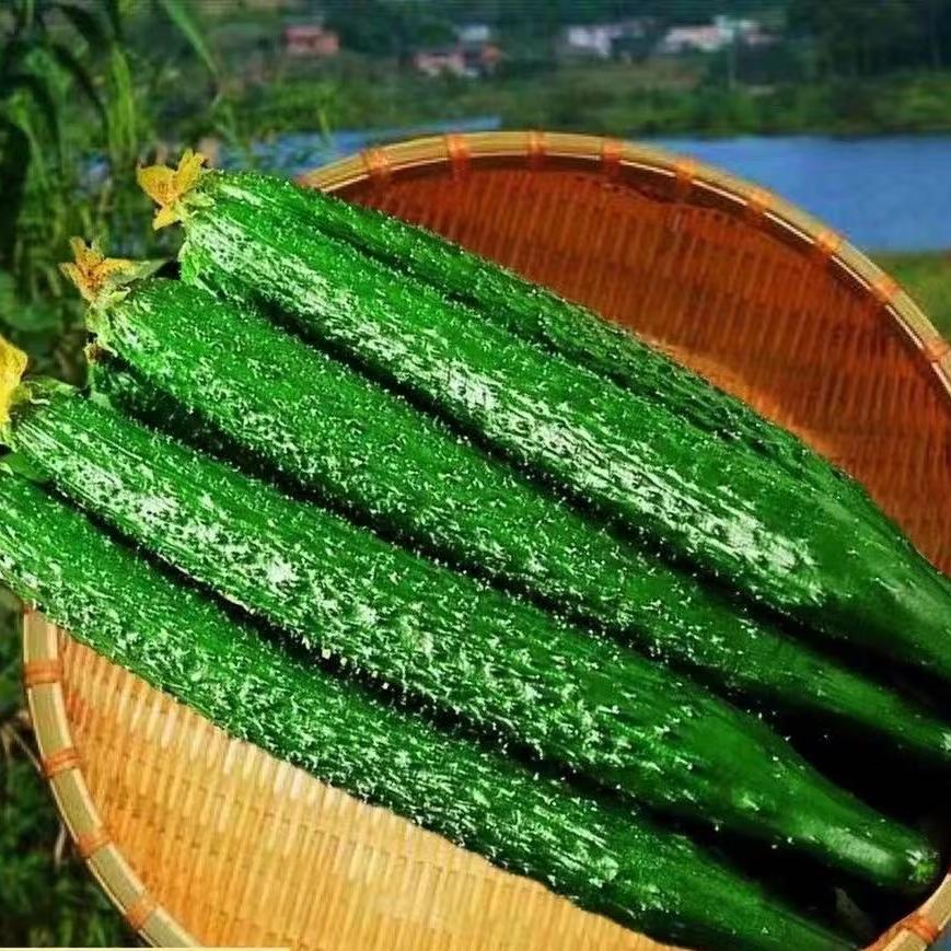 新鲜密刺黄瓜现摘现发山东蔬菜生吃清脆水果绿青瓜3斤五斤装批发-阿里巴巴