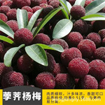 荸荠无籽杨梅苗东魁杨梅树苗嫁接苗当年结果特大南北方地栽果树苗