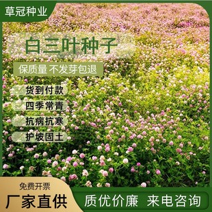 ���l���~�ݷN�Ӱ����~�t���~�ļ����G��·�G�ʾG�����̲�ƺ�N����