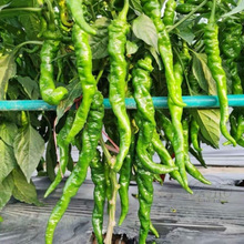 螺丝椒种子高产中熟超辣大果实品种阳台盆栽农家菜园螺丝辣椒种子