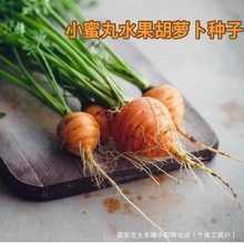 С����ˮ�����}���N�ӡ������͡�����ˮ���}���N�߲˷N���̨�ɷN