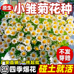 小さなデイジーの花の種カモミールの花の種