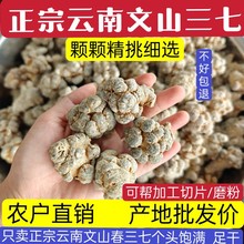 新货云南文山三七田七 文山三七头三七花三七粉 批发三七中药材