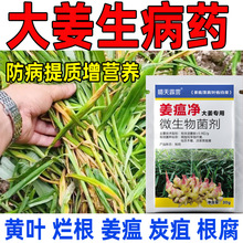 姜瘟清净大姜生姜干尖黄叶烂脖子病防病害农用药微生物杀菌剂肥料