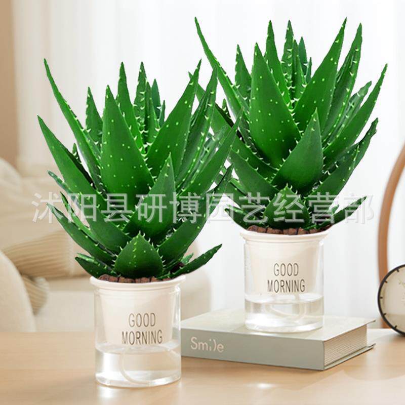 Curacao Aloe Vera sala de macetas belleza irrigación piel verde escritorio de oficina carne ciudad que nunca duerme Aloe Vera flores cactus