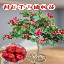 山楂树活苗山楂树大盆栽果苗阳台树苗南方种植嫁接水果苗木地庭院