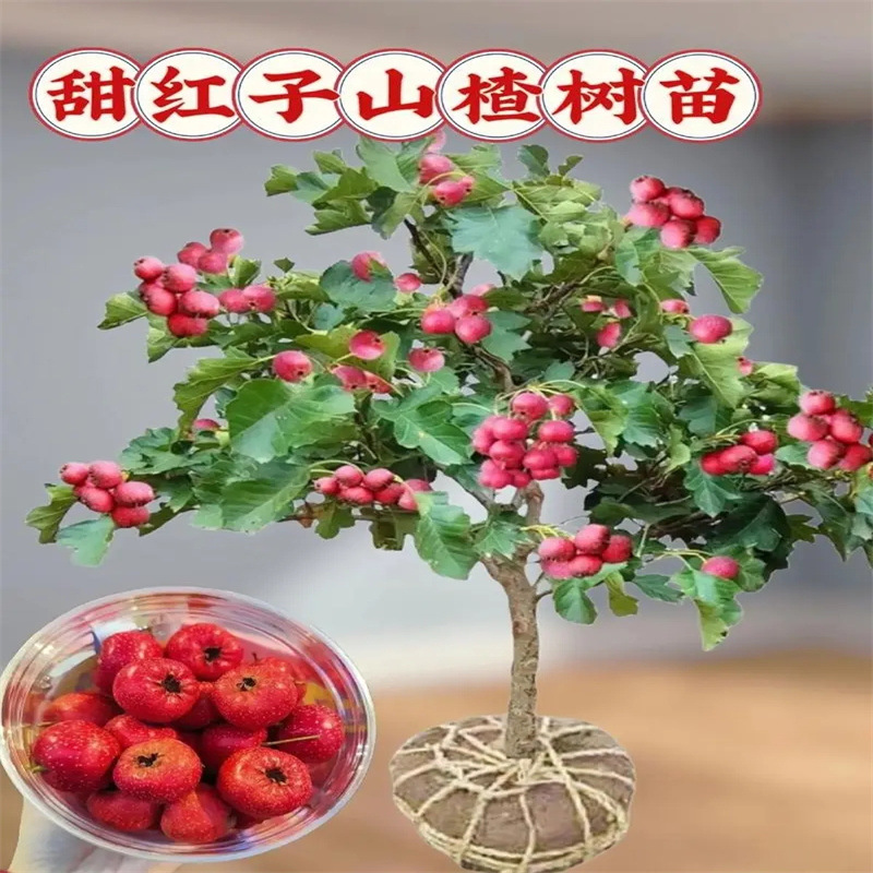 山楂树活苗山楂树大盆栽果苗阳台树苗南方种植嫁接水果苗木地庭院