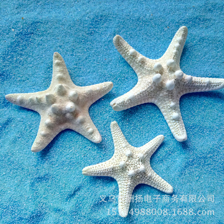 3-4cm head full of starfish 1