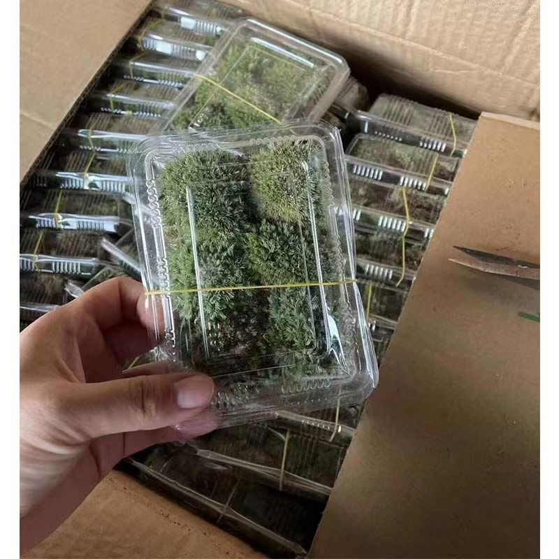 Micro Landscape Moss White Hair Moss Feather Moss Large Gray Moss Star Moss DIY 11*8 Boxed Wholesale Price Per Box