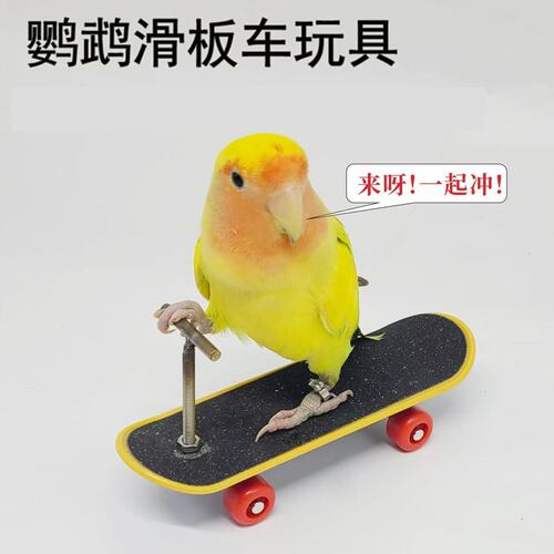 Parrot intelligence toys training props Parrot Peony Scooter upgraded alloy bracket professional finger skateboard