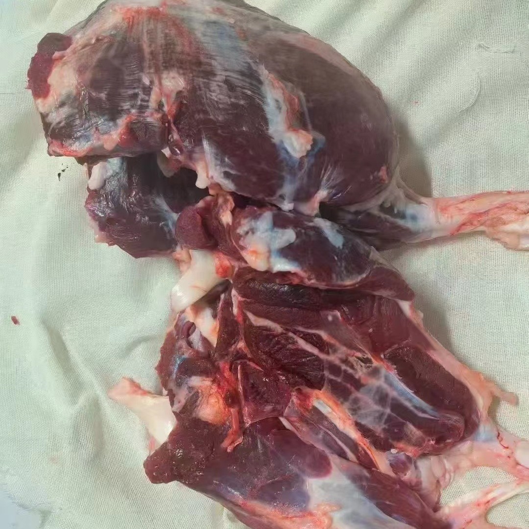 清真黄牛腱子金钱腱子新鲜原切无添加纹理丰富肉包筋牛腱子卤酱