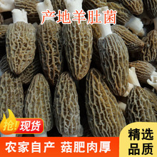 头茬羊肚菌干货新货500g散装7-9大货整箱云南特产羊肚菌菇菌汤