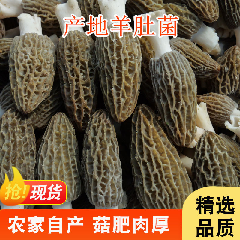 头茬羊肚菌干货新货500g散装7-9大货整箱云南特产羊肚菌菇菌汤