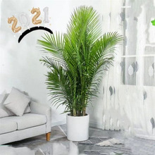 ����Ҭ�����Դ��;Gֲ�辰������ɢβ���҃��̨�͏d�k���Ҵ�ֲ��