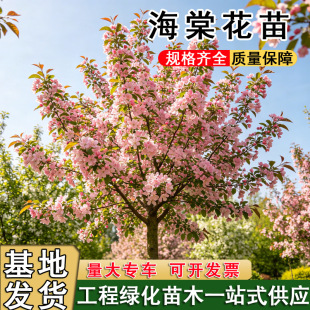 ���Ę����������z��������ͥԺ�e���G���L���亣�Ę�С���_���G��