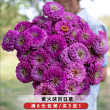 紫火球花籽50粒百日菊秋罗草种子可切花花坛阳台盆栽易活春季播种
