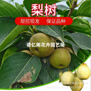 ������޽�������������������Թ����箔��Y�����Ә����