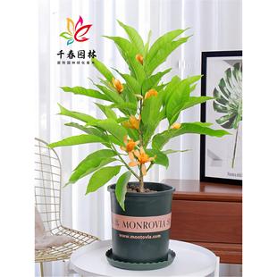 ���m�������S���mС��ͥԺ�̨�����ļ��������㻨��ֲ������m��