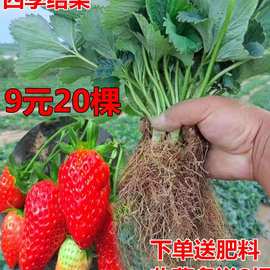 四季草莓苗盆栽带土奶油草莓秧苗食用南北方阳台庭院种植当年结果