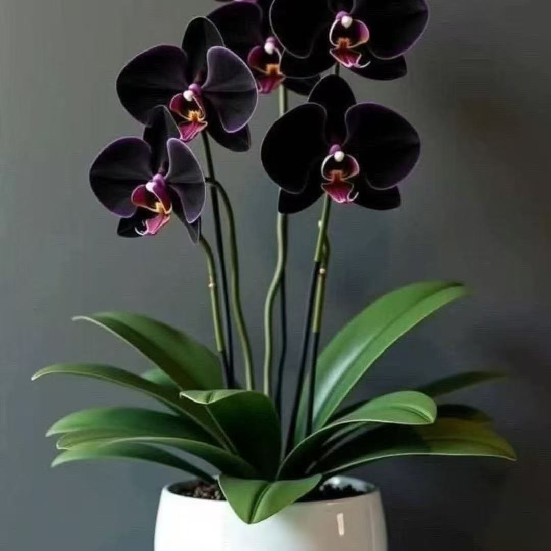 【带花剑】蝴蝶兰大苗带花剑四季开花花期长室内绿植盆栽浓香型花
