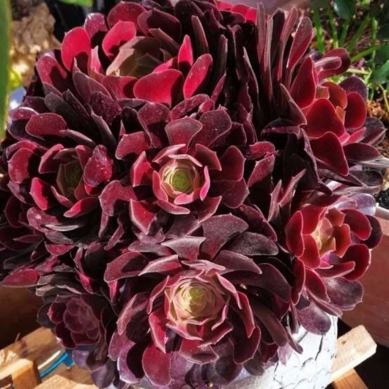 유럽 ​​보라색 높이 20cm, 머리 10개 이상, 완벽한 보라색 빨간색