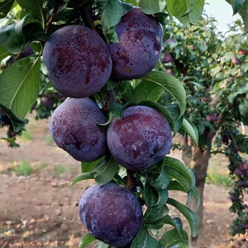 西梅女神李子苗盆栽地栽南北方种植李子树苗嫁接苗果树苗当年结果