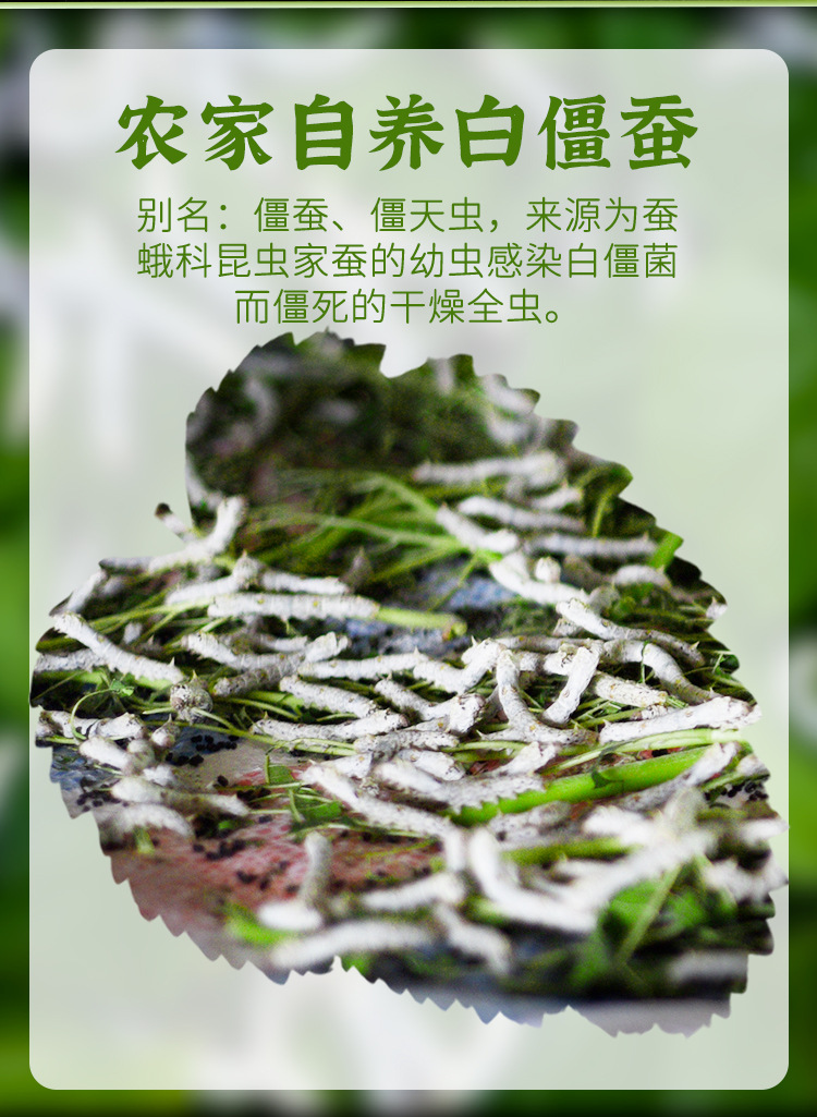 White Silkworm Jiang Can 500g Dried Bombyx Batryticatus Traditional Chinese Herb for Decoction and External Use overview
