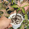 [Direct supply of the base] Leaf -seeing plant small pot planting flower combined fruit taro net red plant powder brocade fruit taro