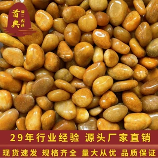 厂家现货精品黄色雨花石黄色鹅卵石按摩石卵石庭院造景工程装饰石