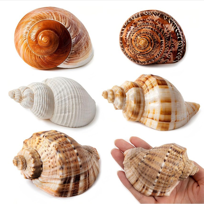 天然贝壳海螺白色香螺壳鱼缸水族装饰品摆件寄居蟹替换壳卷鱼贝窝
