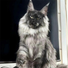 纯种缅因猫咪活体动物宠物猫烟灰色银虎大体型红虎纯白缅因猫活物