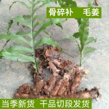 贵州深山骨碎补毛姜爬岩姜石岩姜接骨姜中药材石碎补