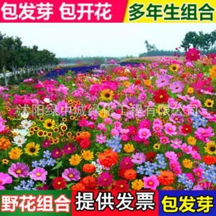 Wildflower Combination Flower Seeds Cosmos Flower Seeds Zinnia Four-Season Flower Gesang Flower Seeds Sunflower Seeds