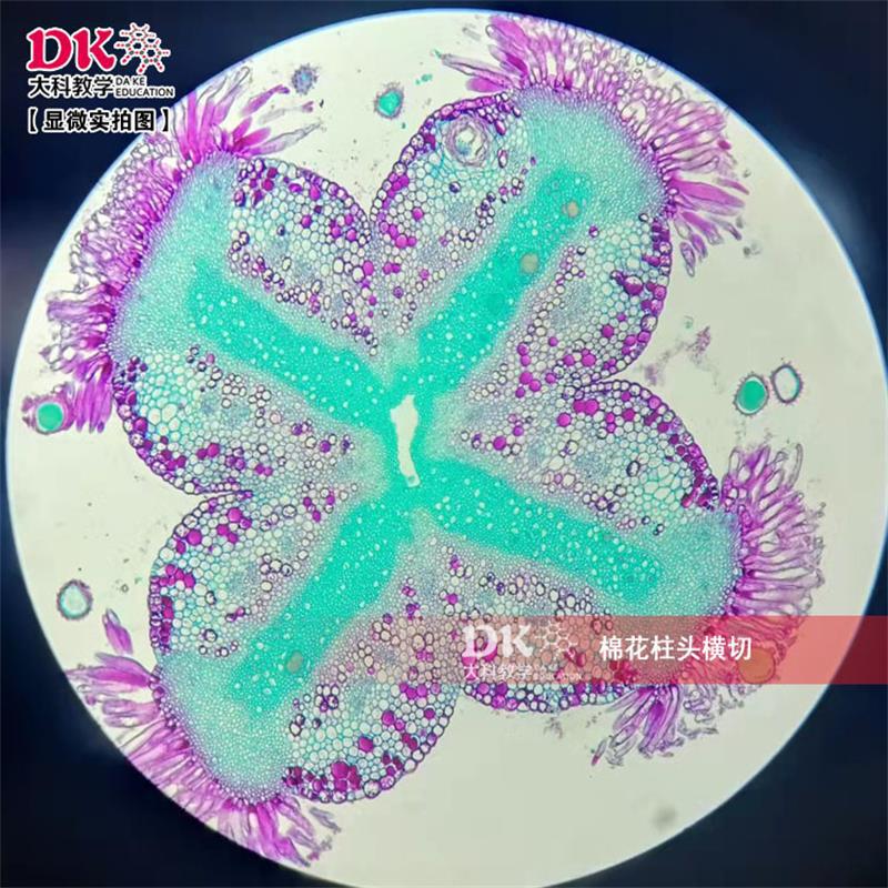 生产厂家 高教 显微镜玻片 生物切片 植物切片 棉花柱头横切