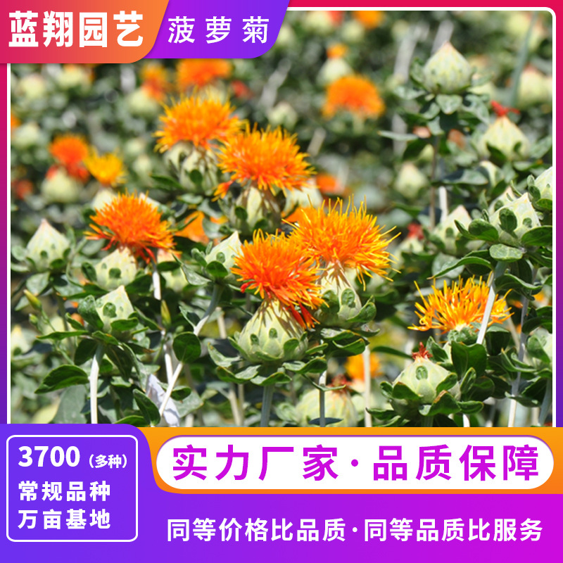 【春季热销】菠萝菊种子 家庭园艺干花永生花 红花观赏花卉种子