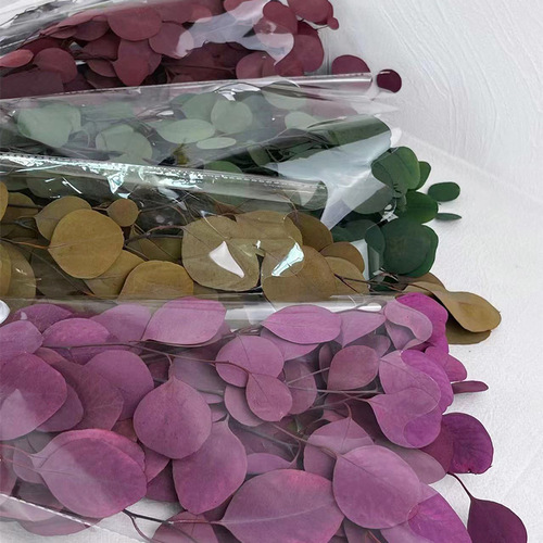 Everlasting Apple Eucalyptus Round Leaf Lemon Scented Gum Real Flower Indoor Decoration Ornament Nordic Style Yunnan Everlasting Flower