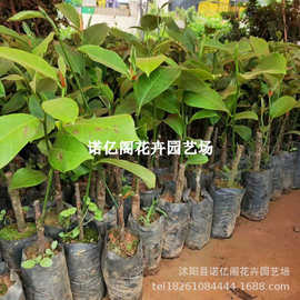 榴莲蜜嫁接果树苗四季红肉泰国12号8号菠萝蜜南北盆地栽当年结果