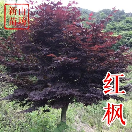 园林果树;乔木;灌木