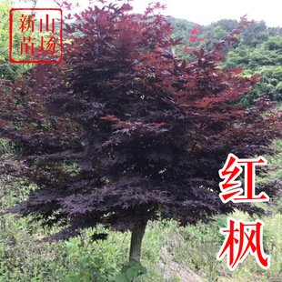 �Ї��t�����糣��t�����t ������ë�� �����t�輧�ձ��t��С��