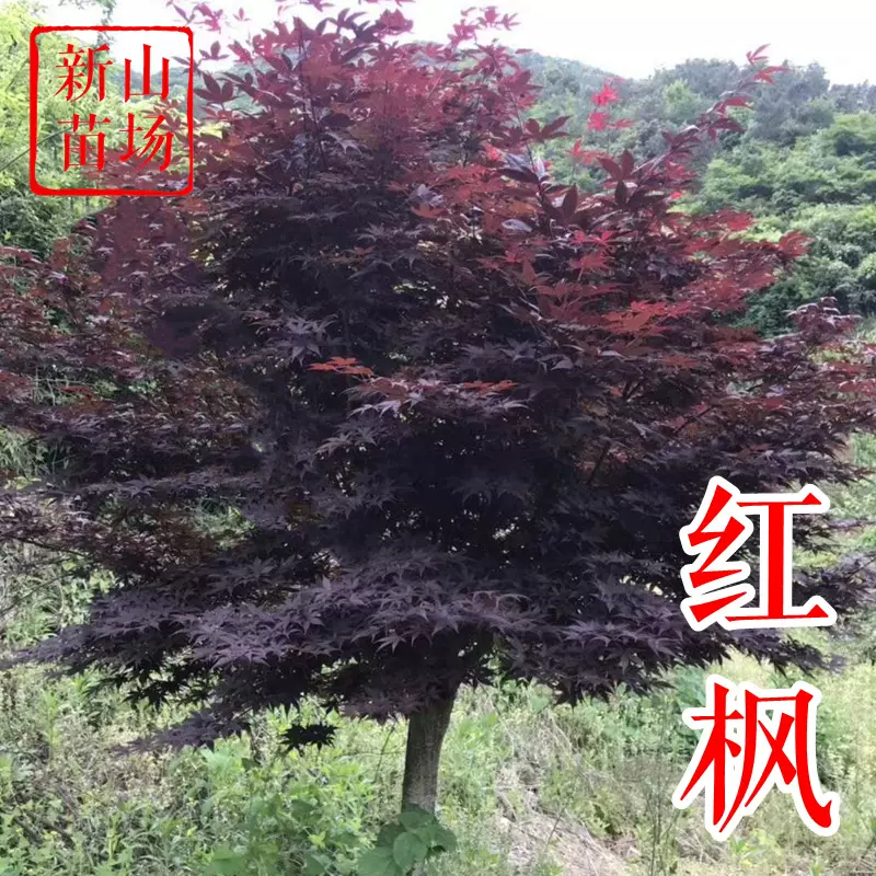 中国红枫树苗常年红三季红 青枫羽毛枫 丛生红舞姬日本红枫小苗